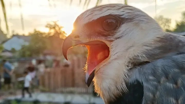 Elang di Taman wisata Rumah Tahanan