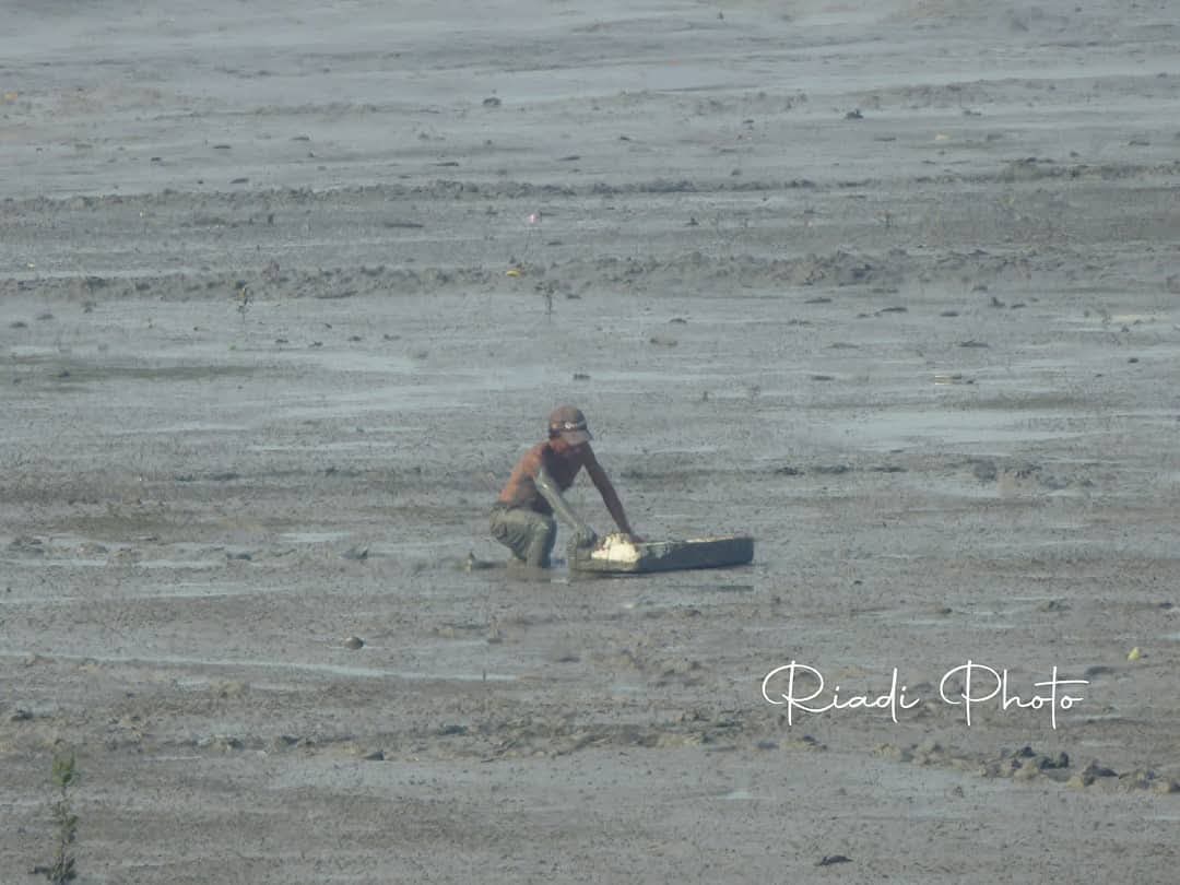 Mengais Rezeki Dikala Air Laut Surut