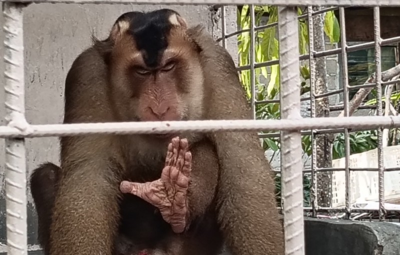 Emon nama hewan beruk yang kini digandrungi pengunjung Mini Zoo Rutan Karimun